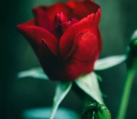 Best Romantasy Books